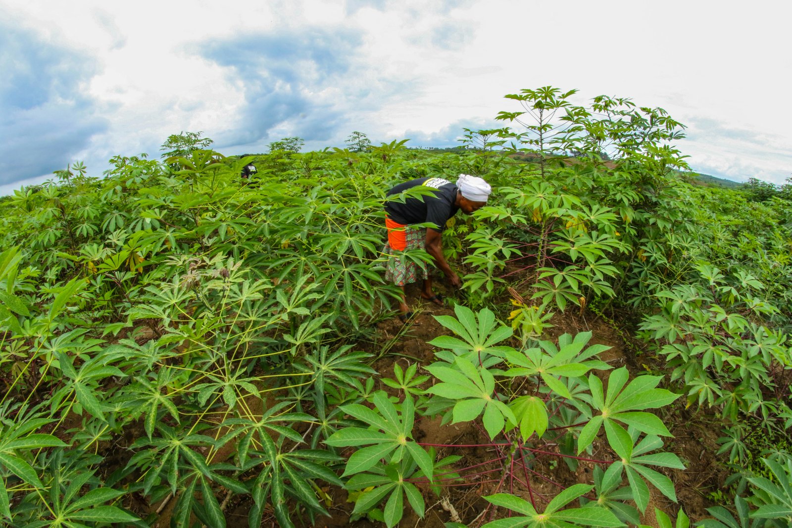 drought resilient crops