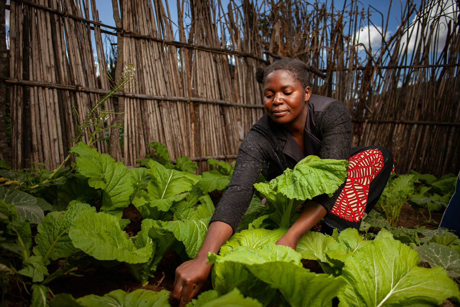 community garden